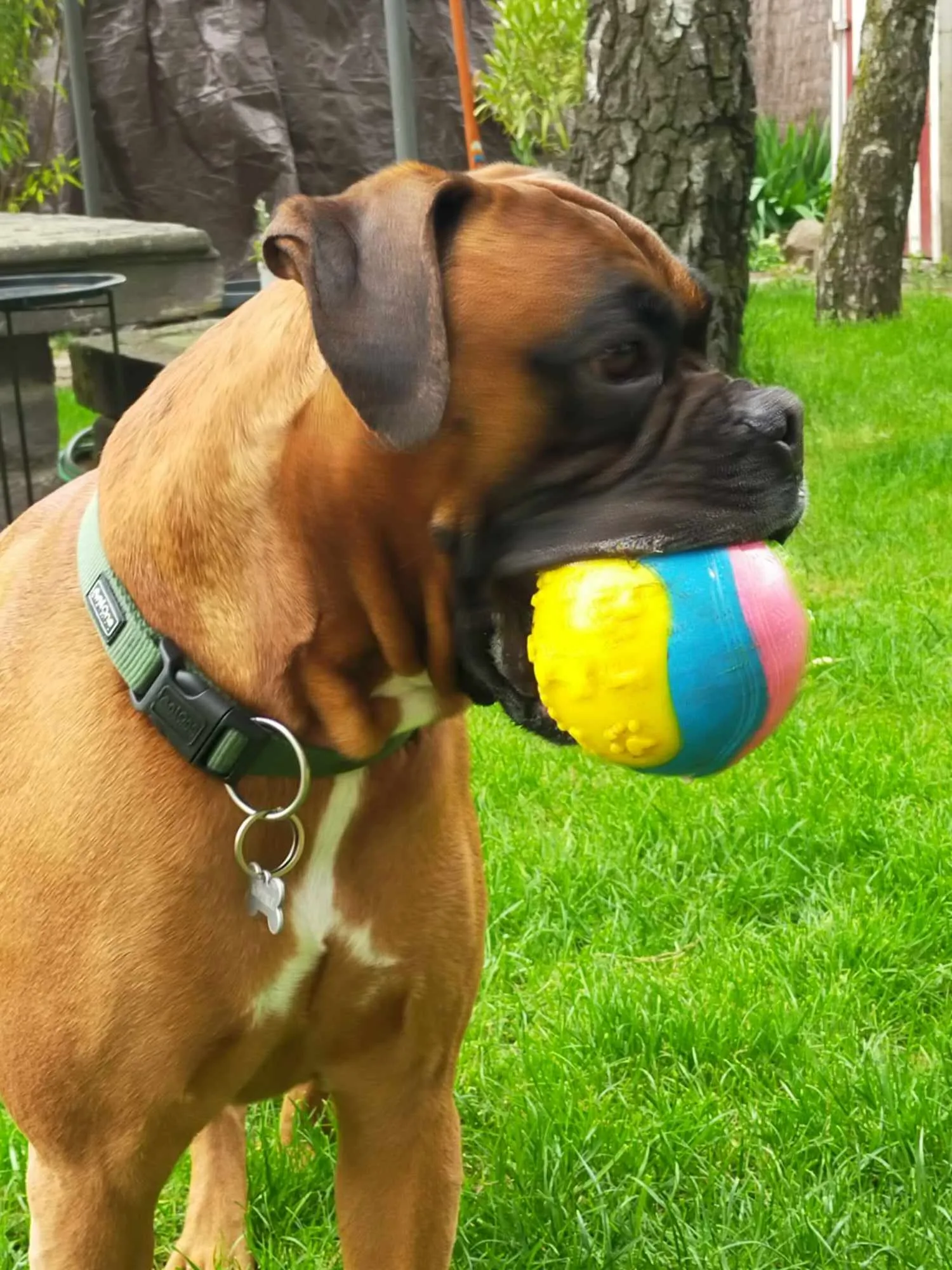 Garderie pour chiens