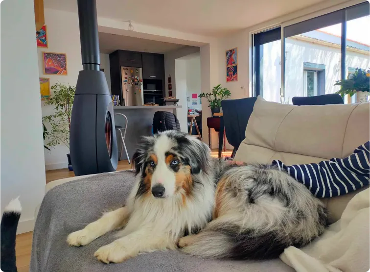 Chien sur un canapé