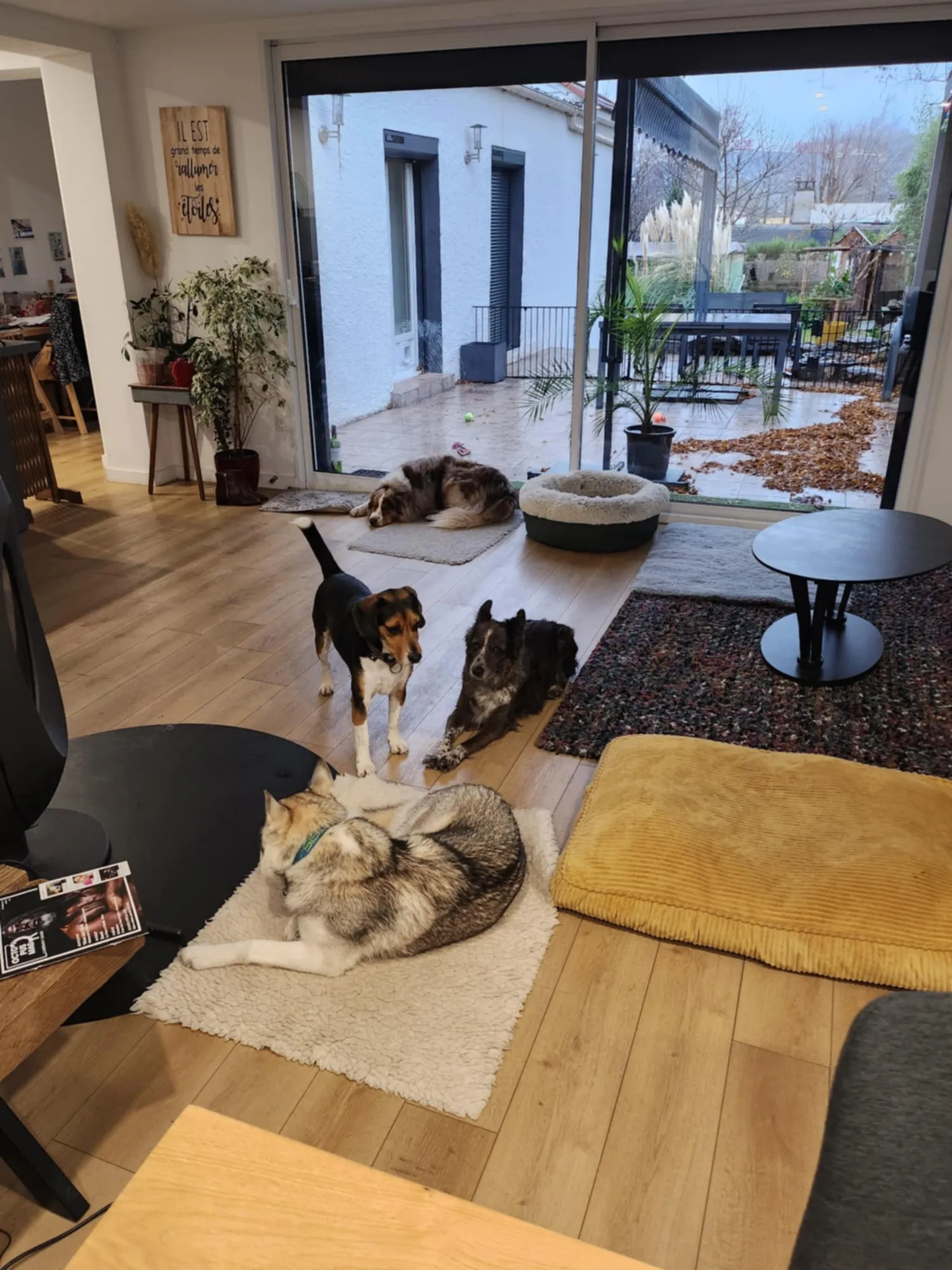 Pension pour chiens